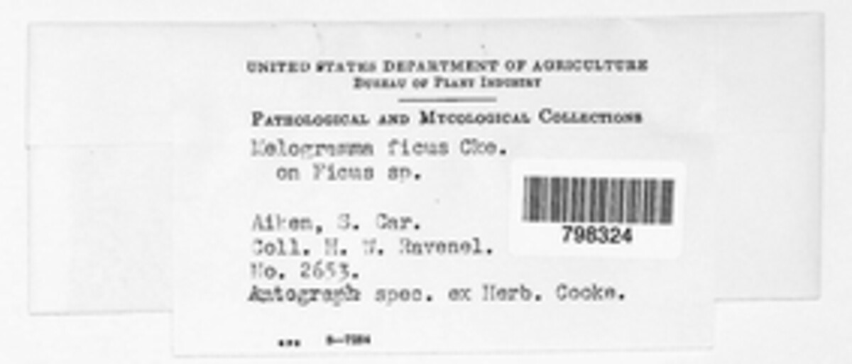 Melanops ficus image